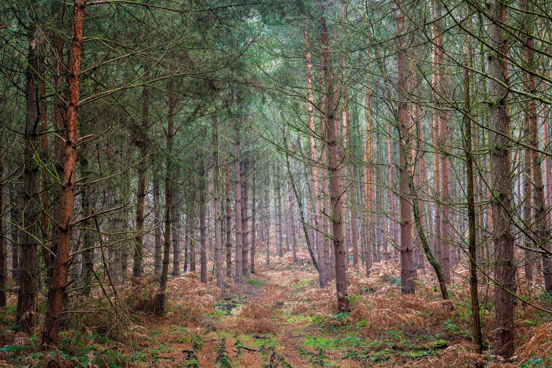 sherwood forest